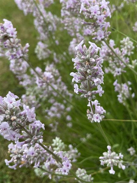 Levandule lékařská 