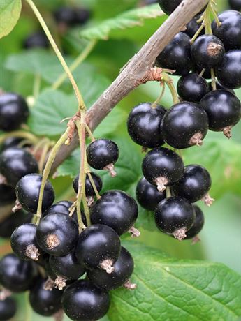 rybíz černý 'Little Black Sugar'