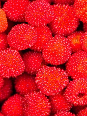 ostružiník jahodnatý