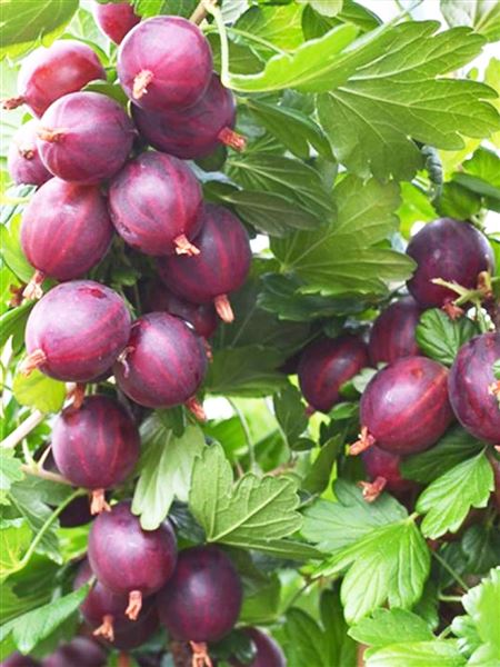 Angrešt červený beztrnný 