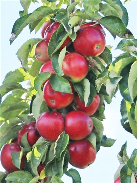 Jabloň sloupcová 