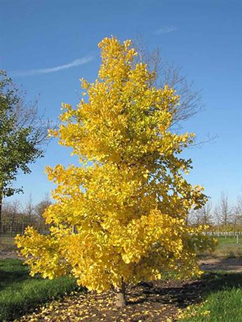 jinan dvoulaločný 'Fastigiata Feronia'