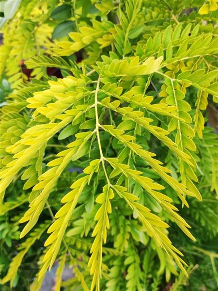 Dřezovec trojtrnný 