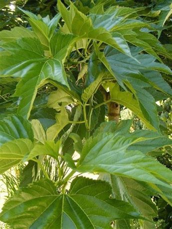 Moruše platanolistá 