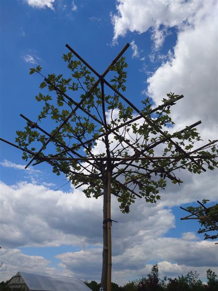 Platan javorolistý