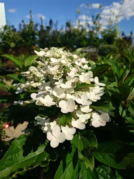 hortenzie latnatá 