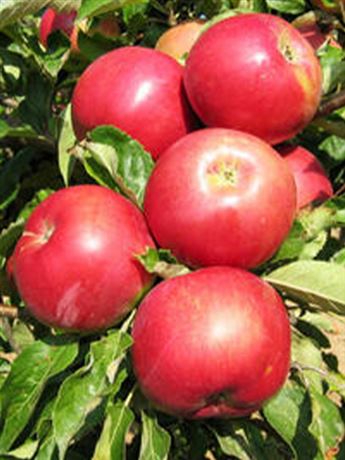 jabloň domácí 'Braeburn Miriri Red'