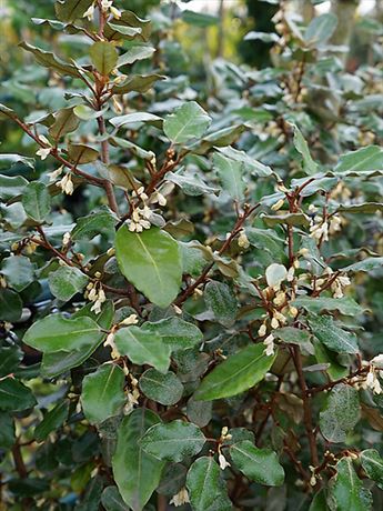 hlošina Ebbingeova 'Compacta'