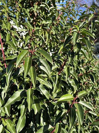 Bobkovišeň portugalská 'Angustifolia'