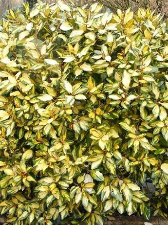 hlošina Ebbingeova 'Eleador Variegato'
