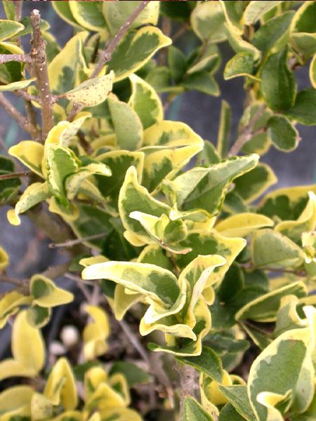 ptačí zob japonský 