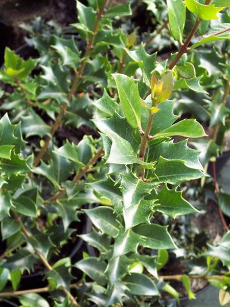 vonokvětka cesmínolistá