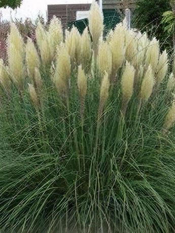 kortaderie dvoudomá 'Mini Silver Pampas'