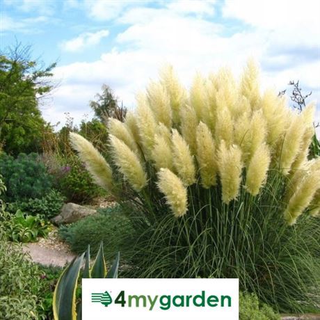 Kortaderie dvoudomá 