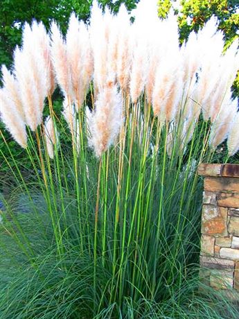 kortaderie dvoudomá