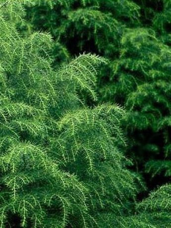 kryptomérie japonská 'Elegans Viridis'