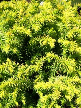 kryptomerie japonská 'Vilmorin Gold'
