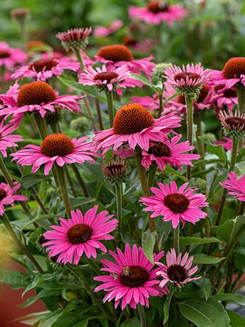 třapatka nachová 'Dark Pink Pearl'