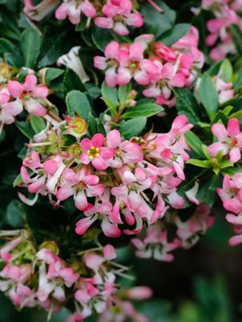 zábluda 'Showstopper'