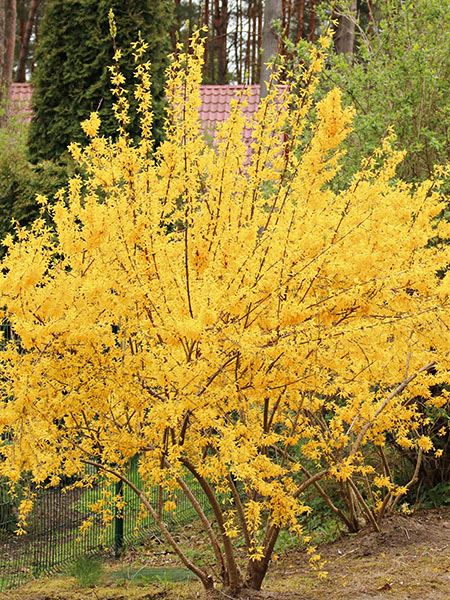 zlatice prostřední 