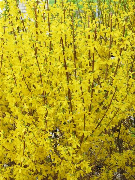 zlatice prostřední 