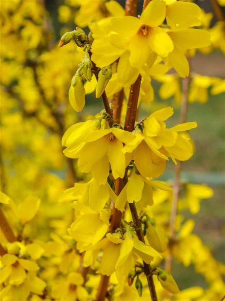 zlatice prostřední 