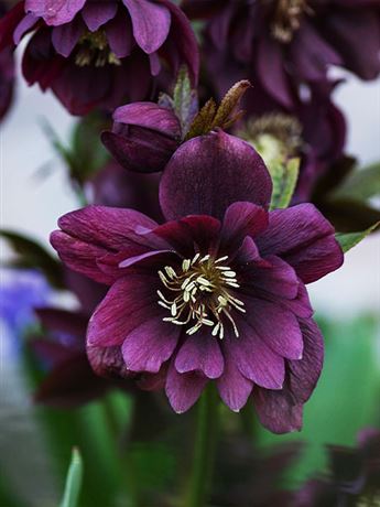 čemeřice východní 'Double Ellen Purple'