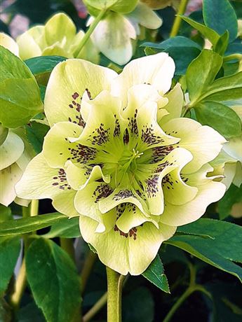čemeřice východní 'Double Ellen Yellow Spotted'