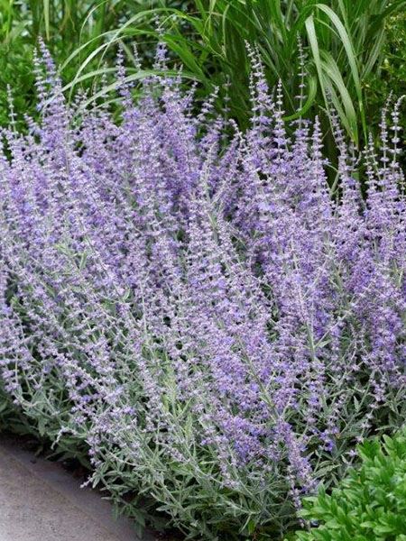 perovskie lebedolistá 