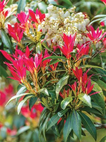 Pieris japonský 