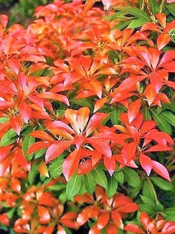pieris japonský 'Red Mill'