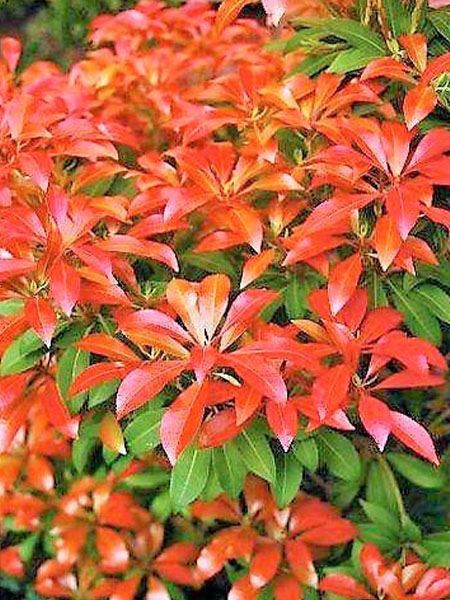 pieris japonský 