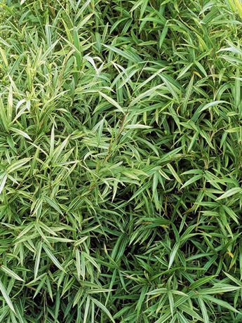 Mnohopučka čínská 