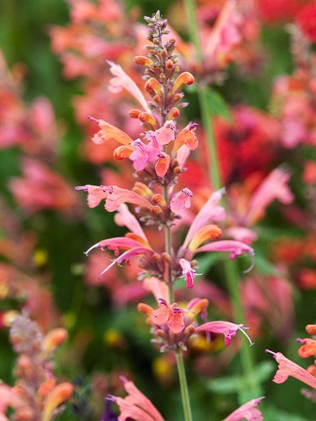 agastache 