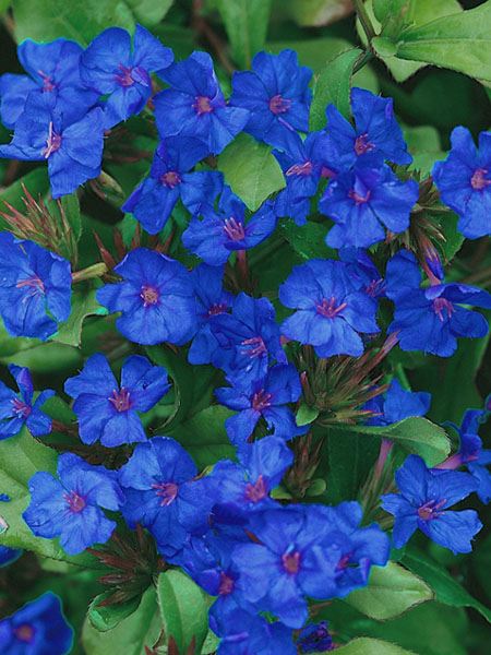 rohovec olověncovitý