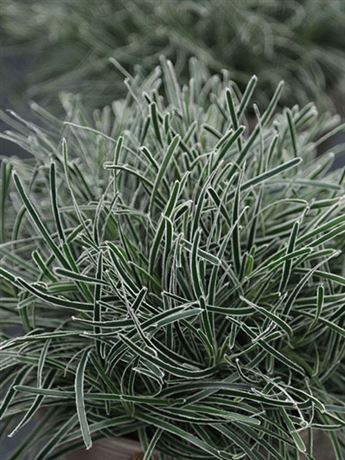 ficínia 'Ice Crystal'