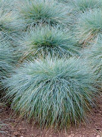 kostřava sivá 'Compacta Blue'