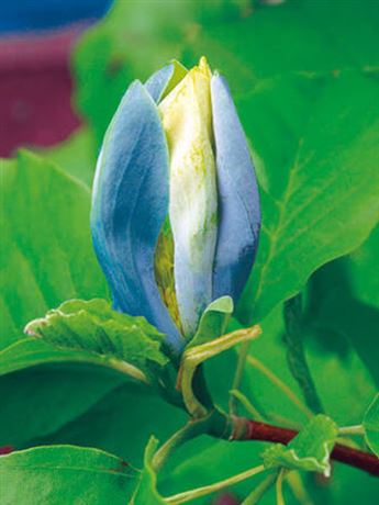 šácholan 'Blue Opal'