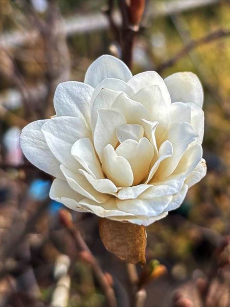 šácholan Loebnerův 