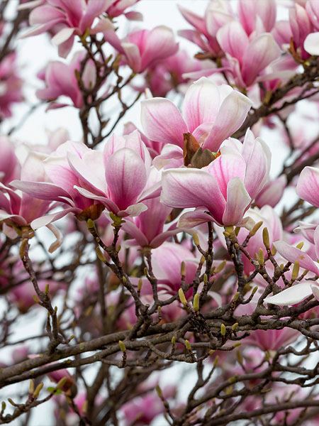 šácholan Soulangeův 