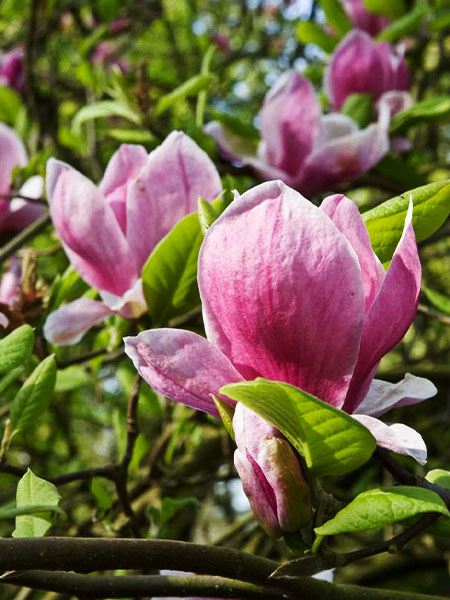 šácholan Soulangeův 