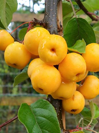 jabloň okrasná 'Butterball'