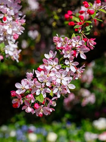 jabloň mnohokvětá