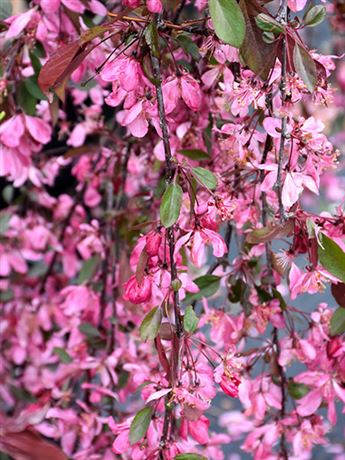 jabloň okrasná 'Royal Beauty'