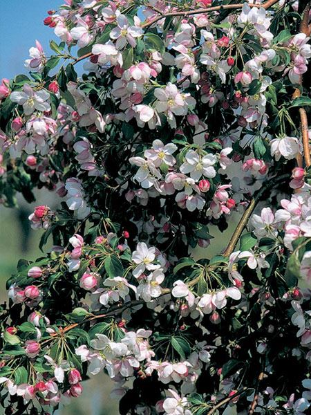 jabloň mnohokvětá 