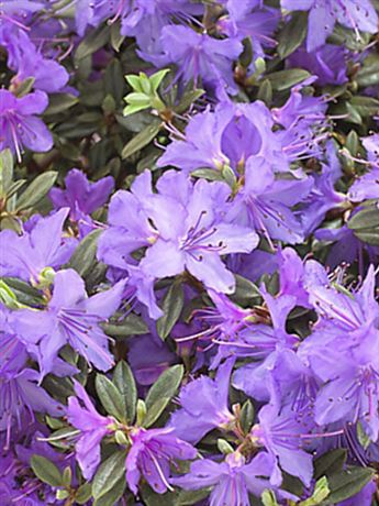 pěnišník obtížený 'Amethyst'