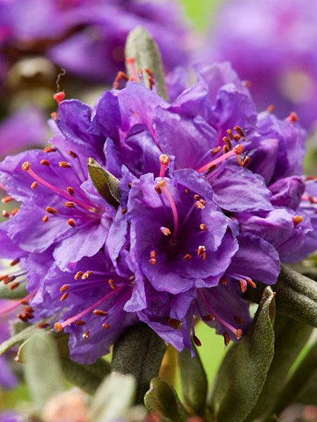 pěnišník obtížený 