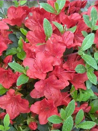 azalka japonská 'Fridoline'
