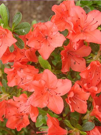 azalka japonská 'Geisha Orange'