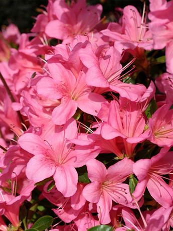 azalka japonská 'Muneira'